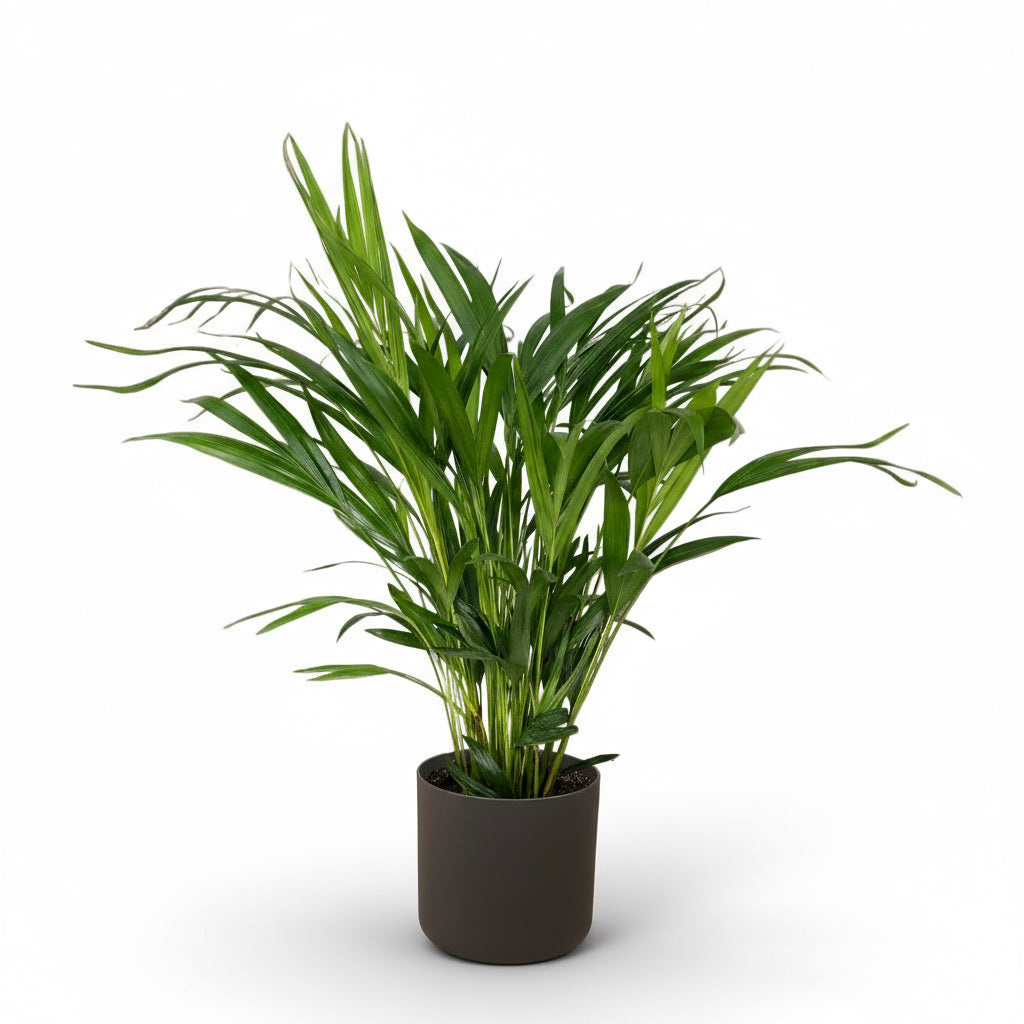 Dypsis lutescens – Palmier Areca (Palmier doré) - Verdeia