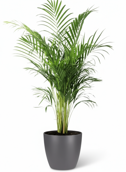 Dypsis lutescens – Palmier Areca (Palmier doré) - Verdeia