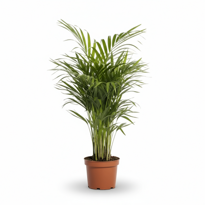 Dypsis lutescens – Palmier Areca (Palmier doré) - Verdeia