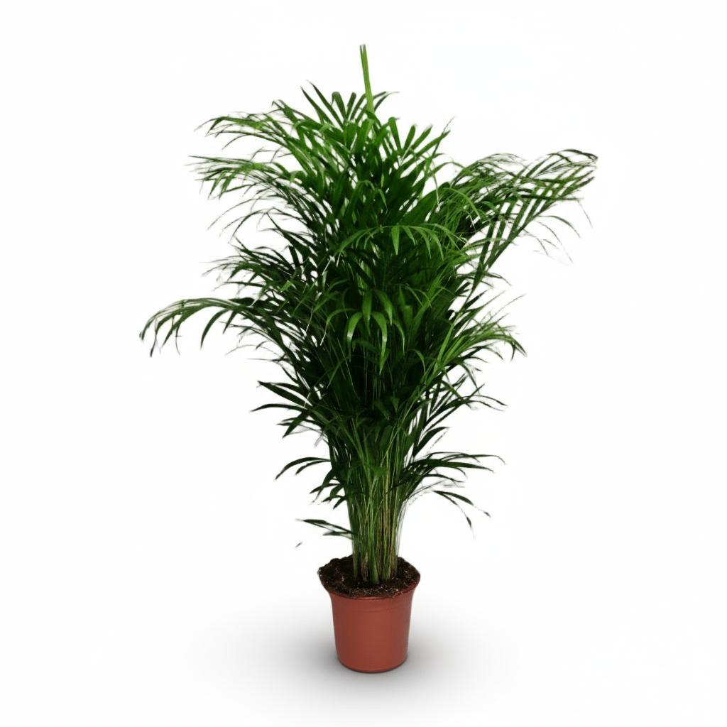 Dypsis lutescens – Areca-Palme (Goldene Palme) - Verdeia - 13