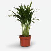 Dypsis lutescens – Palma Areca (Palma dorada) - Verdeia - 15