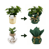 Embalaje de regalo elegante - Papel y cinta - Verdeia - 1