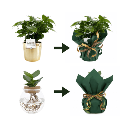Embalaje de regalo elegante - Papel y cinta - Verdeia - 1
