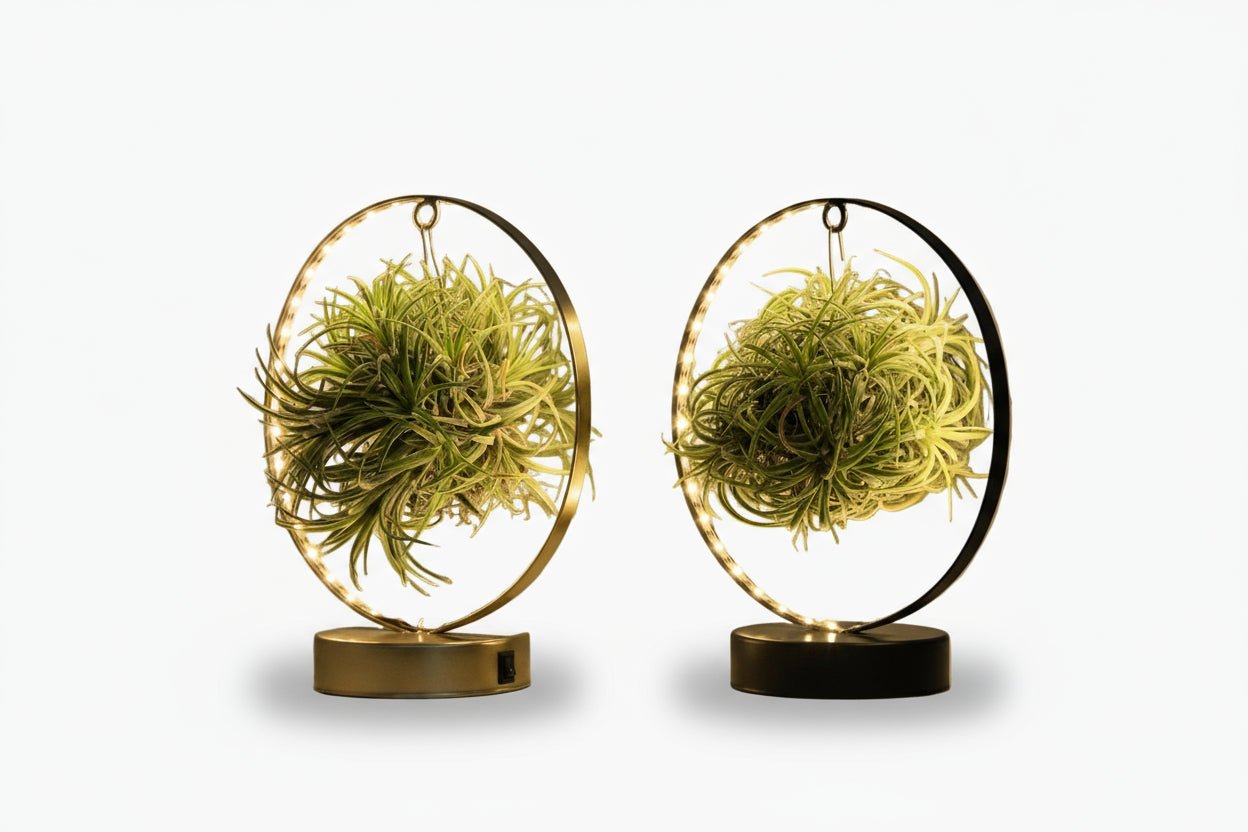 Ensemble de 2 Tillandsia sur support lumineux LED - Verdeia