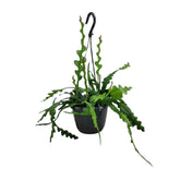 Epiphyllum anguliger — Cactus zigzag / Cactus orchidée - Verdeia - 1