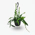 Epiphyllum anguliger — Cactus zigzag / Cactus orchidée - Verdeia