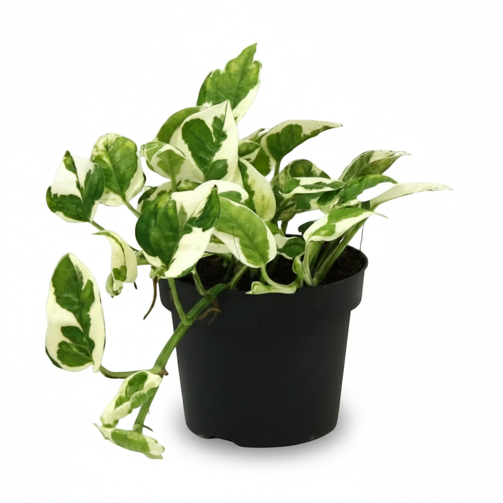 Epipremnum aureum ‘N’Joy’ — Pothos Scindapsus — D12 x H15 cm - Verdeia - 1