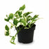 Epipremnum aureum ‘N’Joy’ — Pothos Scindapsus — D12 x H15 cm - Verdeia - 1