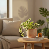 Epipremnum aureum ‘N’Joy’ — Pothos Scindapsus — D12 x H15 cm - Verdeia - 5