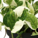 Epipremnum aureum ‘N’Joy’ — Pothos Scindapsus — D12 x H15 cm - Verdeia - 2