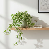 Epipremnum aureum ‘N’Joy’ — Pothos Scindapsus — Ø12 x H15 cm - Verdeia - 4
