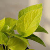 Epipremnum ‘Golden Pothos’ – Scindapsus dorado - Verdeia - 2