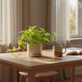 Epipremnum ‘Golden Pothos’ – Scindapsus dorado - Verdeia - 5