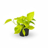 Epipremnum ‘Golden Pothos’ – Scindapsus dorado - Verdeia - 1