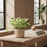 Epipremnum Happy Leaf – Scindapsus panaché - Verdeia - 3