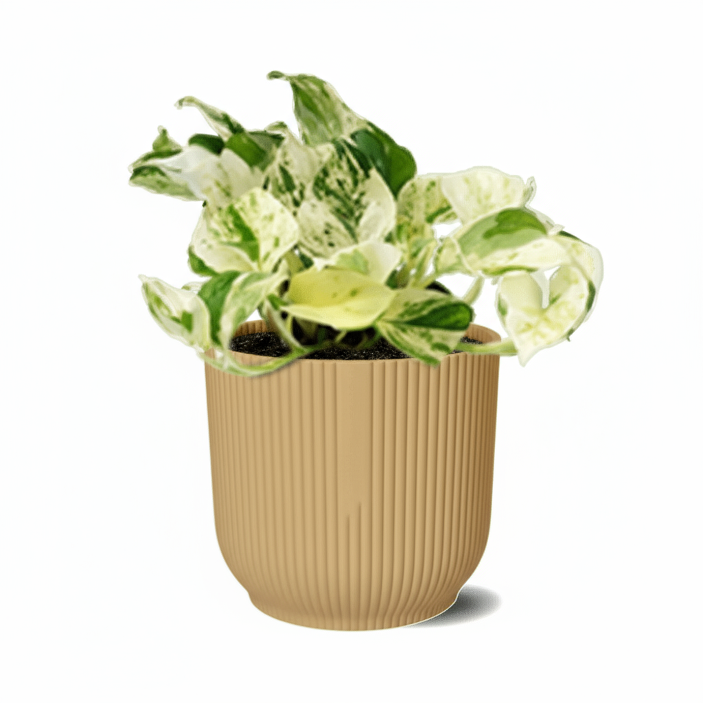 Epipremnum Happy Leaf – Scindapsus panaché - Verdeia