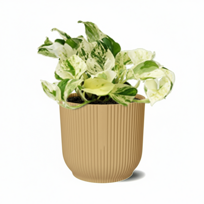 Epipremnum Happy Leaf – Scindapsus panaché - Verdeia