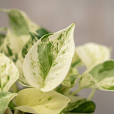 Epipremnum Happy Leaf – Scindapsus panaché - Verdeia - 2