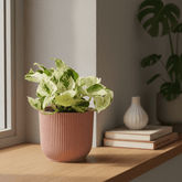 Epipremnum Happy Leaf – Scindapsus panaché - Verdeia - 4