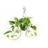 Epipremnum Marble Queen – Marble Pothos - Verdeia - 5