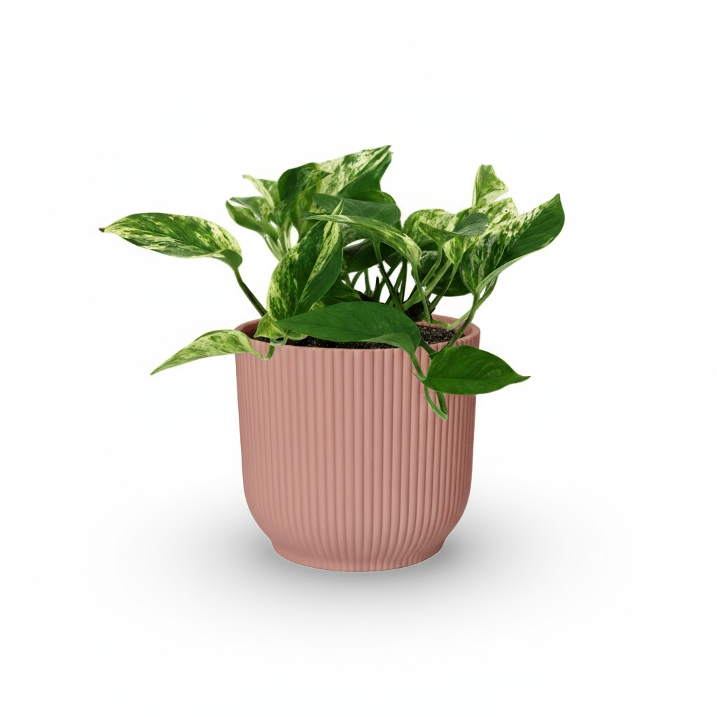 Epipremnum Marble Queen – Scindapsus panaché - Verdeia