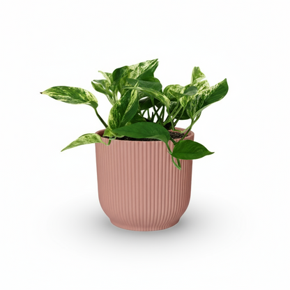 Epipremnum Marble Queen – Scindapsus panaché - Verdeia