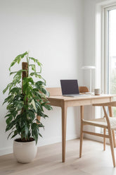 Epipremnum Pinnatum Albo Variegata (Pothos panaché) - H125 cm | Pot Ø24 cm - Verdeia - 3