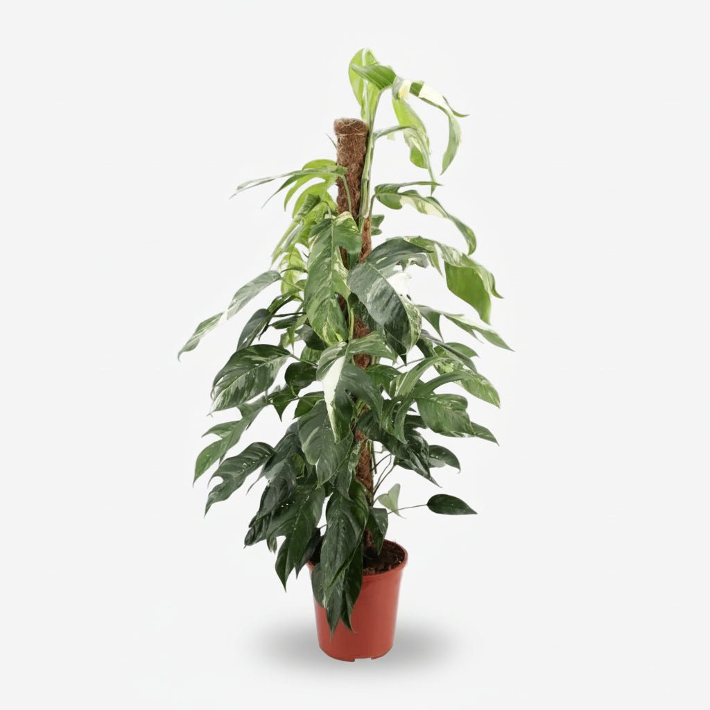 pothos panaché Epipremnum Pinnatum Albo Variegata — XXL panaché Pothos