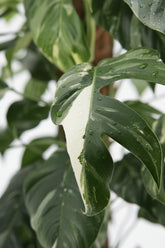 Epipremnum Pinnatum Albo Variegata (Pothos panaché) - H125 cm | Pot Ø24 cm - Verdeia - 2