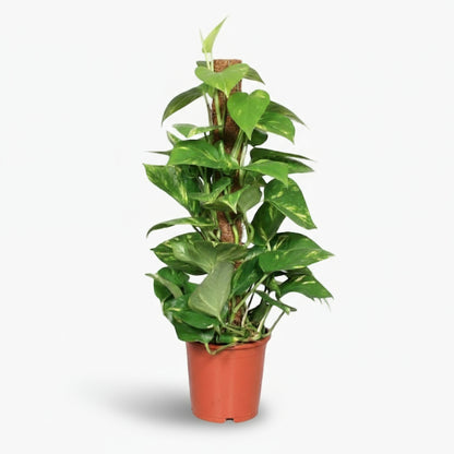 Epipremnum pinnatum – Scindapsus sur tuteur mousse - Verdeia