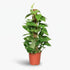 Epipremnum pinnatum – Scindapsus sur tuteur mousse - Verdeia