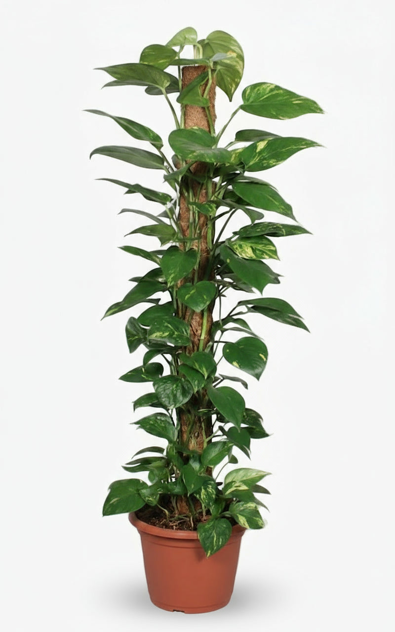 Epipremnum pinnatum – Scindapsus sur tuteur mousse - Verdeia