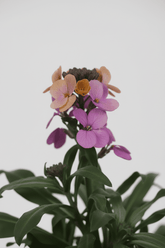 Erysimum &