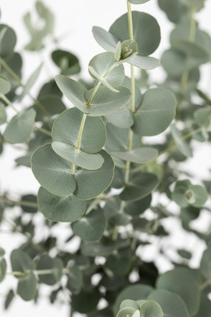 Eucalyptus gunnii &