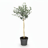Eucalyptus gunnii &