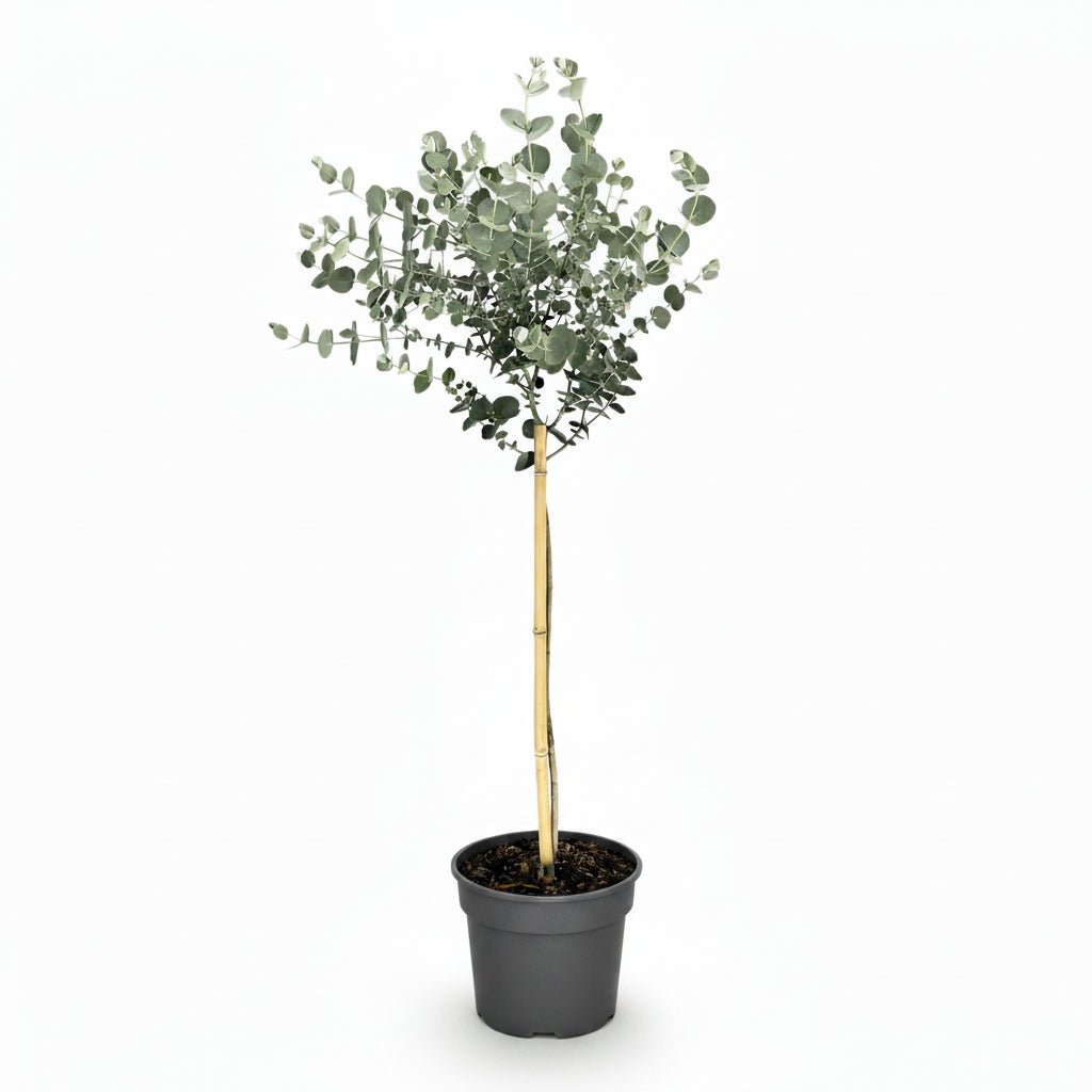 Eucalyptus gunnii &