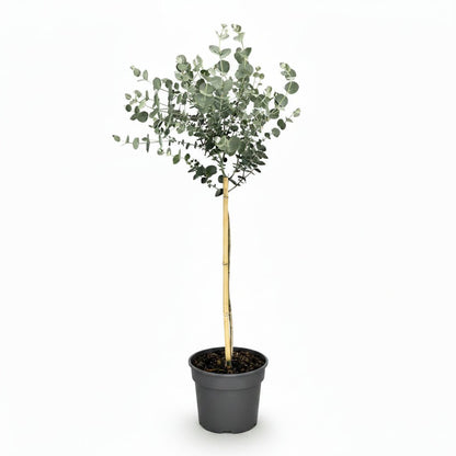 Eucalyptus gunnii &