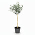 Eucalyptus gunnii &