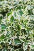 Euonymus fortunei &