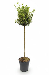 Euonymus fortunei &