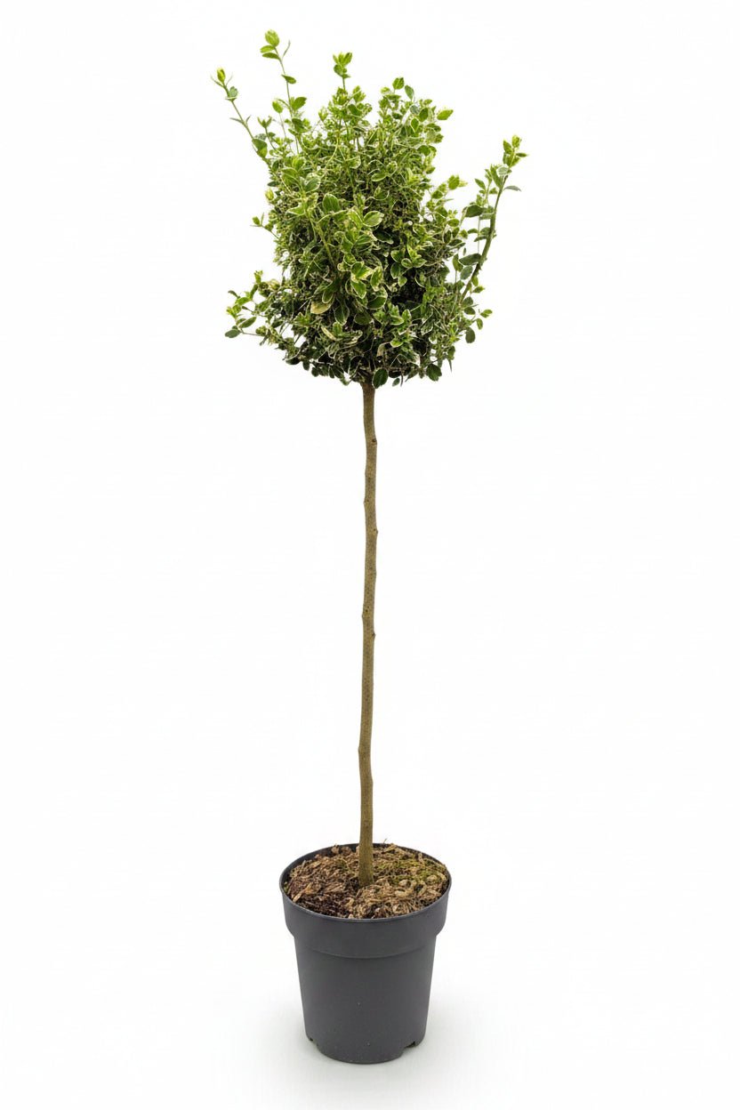 Euonymus fortunei &