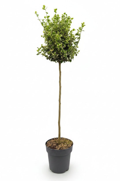Euonymus fortunei &