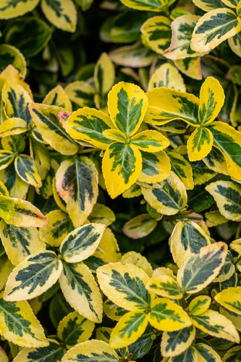 Euonymus fortunei &