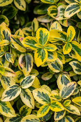 Euonymus fortunei &
