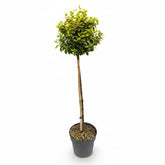 Euonymus fortunei &