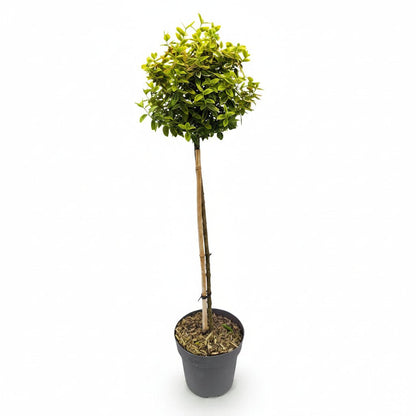 Euonymus fortunei &