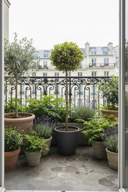 Euonymus fortunei &