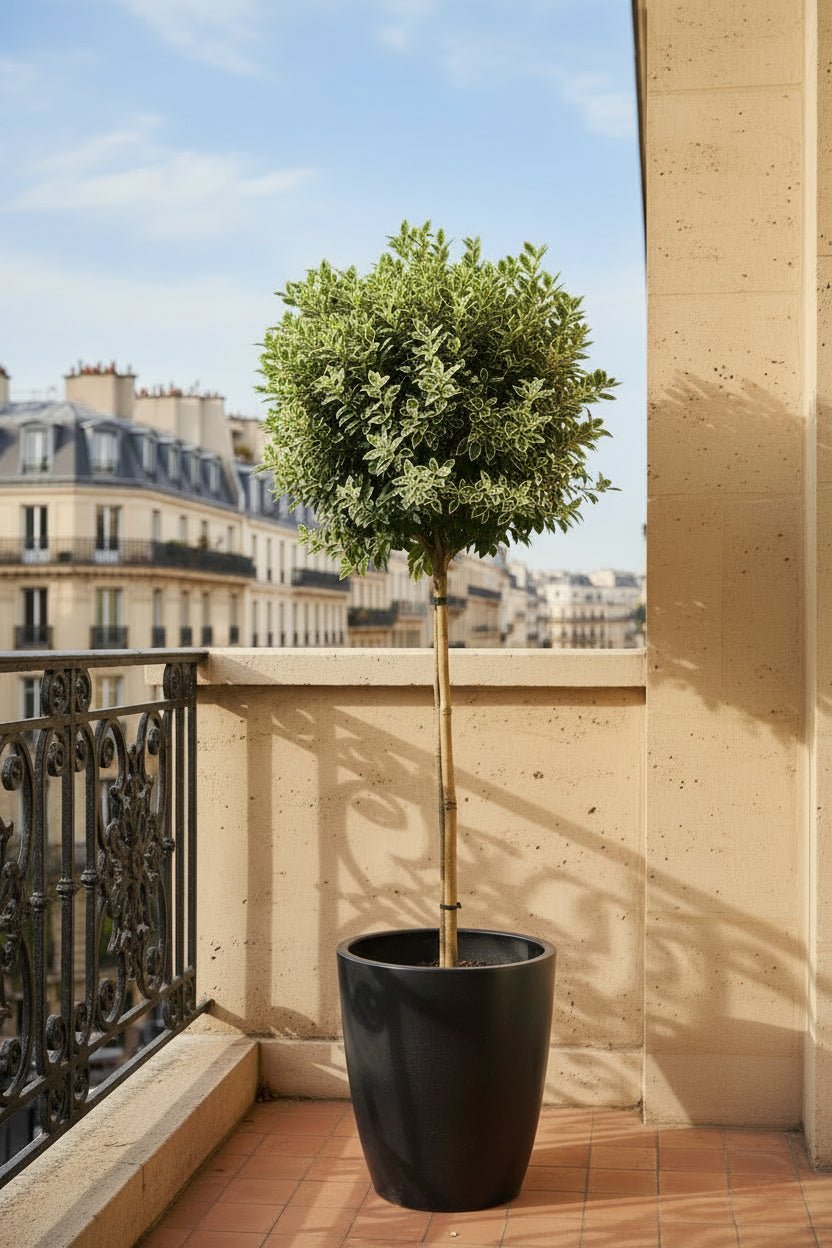 Euonymus fortunei &