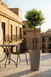 Euonymus fortunei &