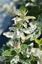 Euonymus fortunei &